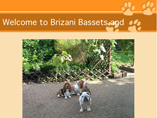 Brizani bassets bulldogs, Germany