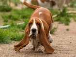 �t���tka Lady Barnett's / Lady Barnett's puppies