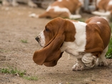 �t���tka Lady Barnett's / Lady Barnett's puppies