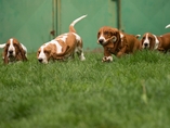 �t���tka Lady Barnett's / Lady Barnett's puppies