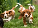 �t���tka Lady Barnett's / Lady Barnett's puppies