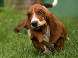 �t���tka Lady Barnett's / Lady Barnett's puppies