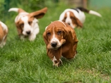 �t���tka Lady Barnett's / Lady Barnett's puppies