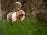 �t���tka Lady Barnett's / Lady Barnett's puppies