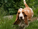 �t���tka Lady Barnett's / Lady Barnett's puppies