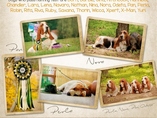 20 let od prvn�ho vrhu basset hound�/20 years from first basset hound litter