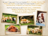 20 let od prvn�ho vrhu basset hound�/20 years from first basset hound litter