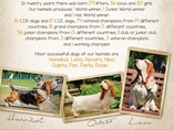 20 let od prvn�ho vrhu basset hound�/20 years from first basset hound litter