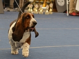 Sv�tov� v�stava ps� Salzburg / World Dog Show Salzburg