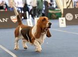 Sv�tov� v�stava ps� Salzburg / World Dog Show Salzburg