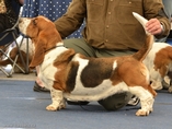 Sv�tov� v�stava ps� Salzburg / World Dog Show Salzburg