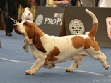 Sv�tov� v�stava ps� Salzburg / World Dog Show Salzburg