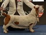 Sv�tov� v�stava ps� Salzburg / World Dog Show Salzburg
