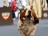 Sv�tov� v�stava ps� Salzburg / World Dog Show Salzburg