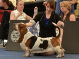 Sv�tov� v�stava ps� Salzburg / World Dog Show Salzburg