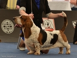 Sv�tov� v�stava ps� Salzburg / World Dog Show Salzburg