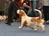 Sv�tov� v�stava ps� Salzburg / World Dog Show Salzburg