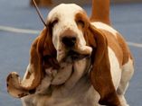 Sv�tov� v�stava ps� Salzburg / World Dog Show Salzburg