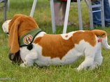 Sv�tov� v�stava ps� Salzburg / World Dog Show Salzburg