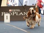 Sv�tov� v�stava ps� Salzburg / World Dog Show Salzburg