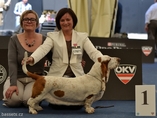 Sv�tov� v�stava ps� Salzburg / World Dog Show Salzburg