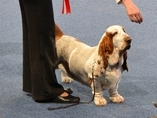 Sv�tov� v�stava ps� Salzburg / World Dog Show Salzburg