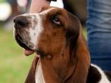 Sv�tov� v�stava ps� Salzburg / World Dog Show Salzburg
