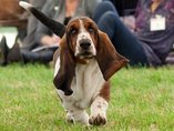 Sv�tov� v�stava ps� Salzburg / World Dog Show Salzburg