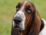 Sv�tov� v�stava ps� Salzburg / World Dog Show Salzburg