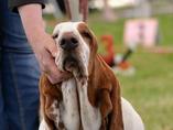 Sv�tov� v�stava ps� Salzburg / World Dog Show Salzburg