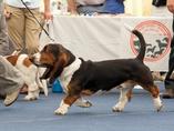 Sv�tov� v�stava ps� Salzburg / World Dog Show Salzburg