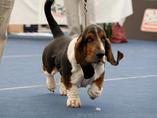 Sv�tov� v�stava ps� Salzburg / World Dog Show Salzburg