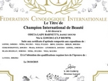 Internationale champion C.I.B.