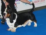 Worlds dog show Moscow