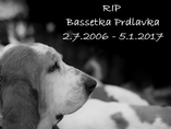 RIP Bassetka Prdlavka