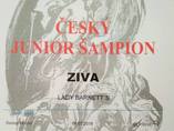 Ziva Lady Barnett's is now Czech junior champio
