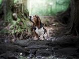 Divia�iar Xpert Lady Barnett's