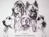 Noblesa Lady Barnett's is now Hound club champion