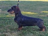CACIB Litom��ice