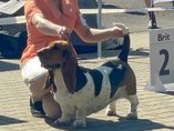 CACIB Litom��ice