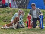 Swedish Basset Club south