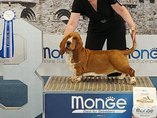 Flanders Dog Expo