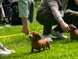 Dachshund Club show Konopi�t�