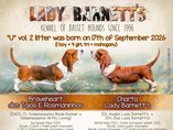 Basset hound puppies!