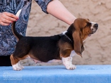 Al Capone �t�marali