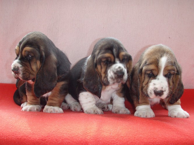 Otev�r�m obr�zek