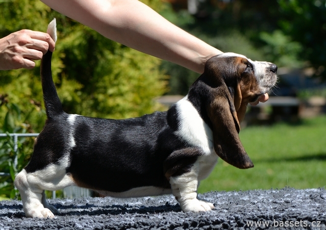 Otev�r�m obr�zek
